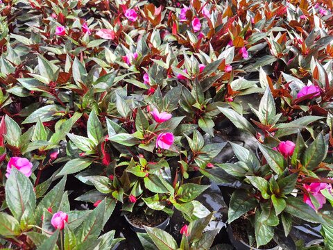 Impatiens New Guinea-Hybride (Edel-Lieschen)
