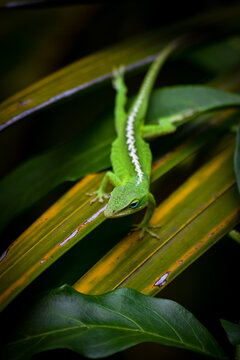 Green Anole