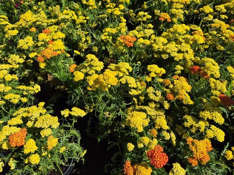 Achillea millefolium (Schafgarbe / Yarrow)