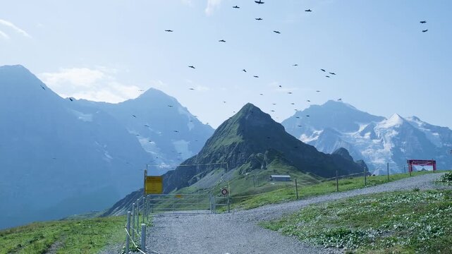 Flock of alpine choughs flying over a mountain trail in the swiss alps on a sunny day. Switzerland