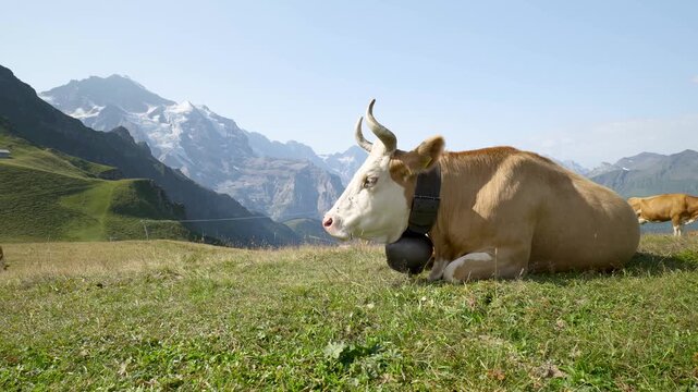 Brown cow with a large bell resting in a lush green meadow in the swiss alps. Switzerland
