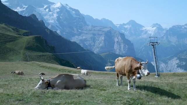 Herd of cows with cowbells grazing in a green meadow with the swiss alps in the background. Switzerland