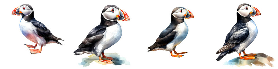 Obraz premium Four atlantic puffins stand in a row, showcasing their colorful beaks on a black backdrop