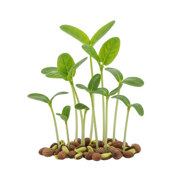Group of young green bean sprouts growing from seeds isolated on transparent background for agricultural concepts