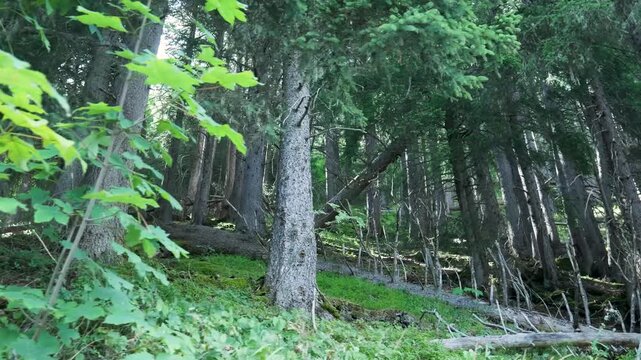 Point of view shot moving backward through a dense, lush green coniferous forest in summer. Switzerland