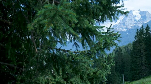 Camera movement unveils a panoramic view of the snowy swiss alps from behind a pine tree. Switzerland