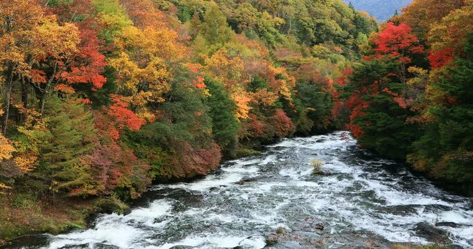 奥日光の紅葉の竜頭の滝