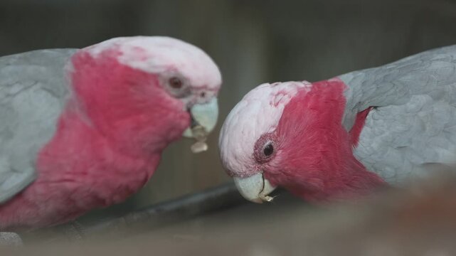 Pair of Vibrant Red and Yellow Macaw Parrots Perched Together on a Branch in a Colorful Tropical Wildlife Setting