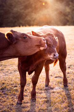 cows giving kisses in the field in the warm light of golden hour at sunset in Germany