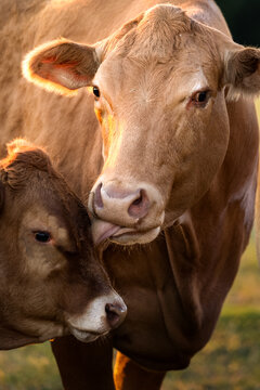 cows giving kisses in the field in the warm light of golden hour at sunset in Germany