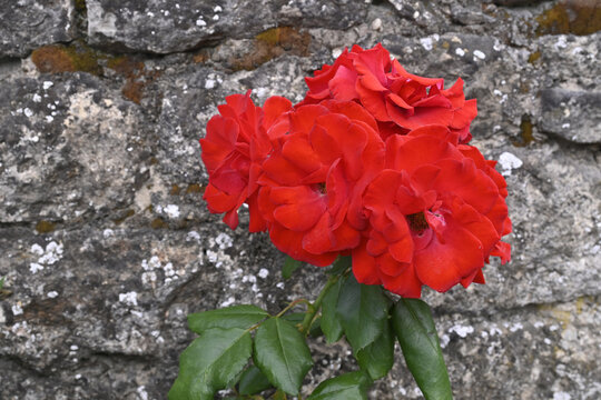 rote rosen