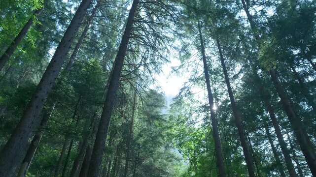 Moving shot looking up at a lush green forest canopy with the sun shining through the branches. Switzerland