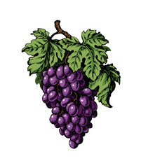 Fototapeta premium Bunch of grapes. Vector drawing