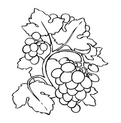 Fototapeta premium Vector drawing. Juicy ripe purple grapes on the vine