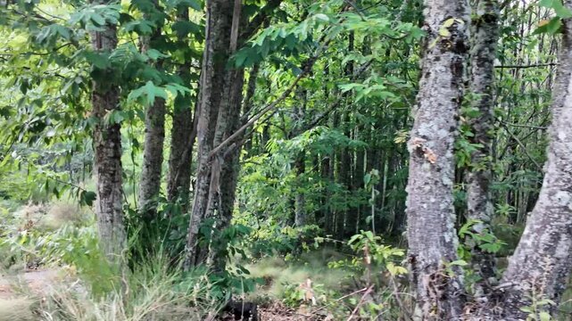 Backward movement along a rural path bordered by sweet chestnut trees in a lush summer forest