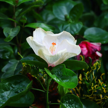 Detailed macro photograph highlighting the smooth white petals and bright orange stigma of a white Hibiscus rosa-sinensis.