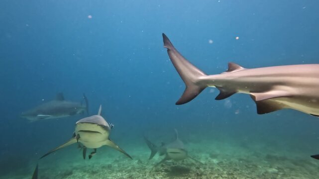 Bull sharks and reef sharks swim together in clear blue ocean waters, engaging in a shark feeding activity on the reef ecosystem of the Fiji Islands