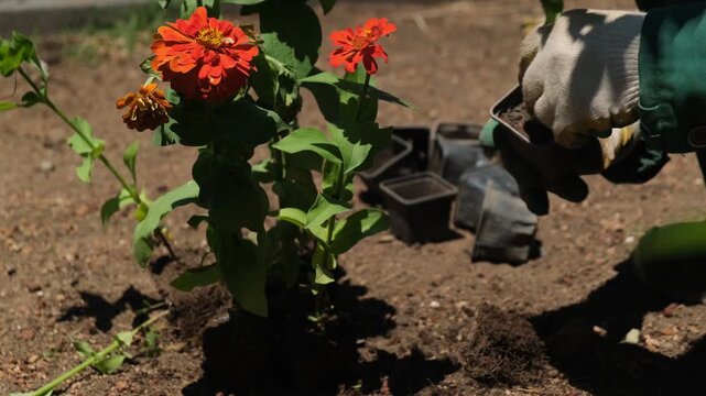 Municipal gardener hands prepare flowers for planting by removing plants from nursery pots and sorting them into piles. Municipal landscaping, urban greening, horticulture and garden work