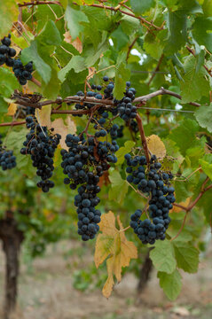 Ripe red wine grapes on an old vine in an autumn vineyard