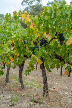 Wine grapes ready for harvest on an established grapevine surrounded by seasonal leaves and dry ground