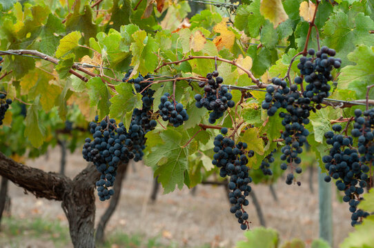 Ripe red wine grapes hanging from an old grapevine among green and golden autumn leaves in a vineyard