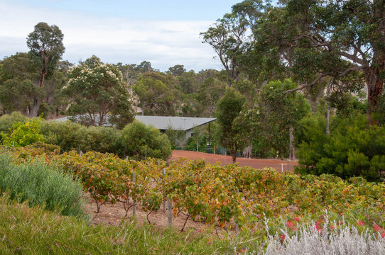 Australian vineyard with rows of grapevines, a rural house and mature eucalyptus trees in Western Australia