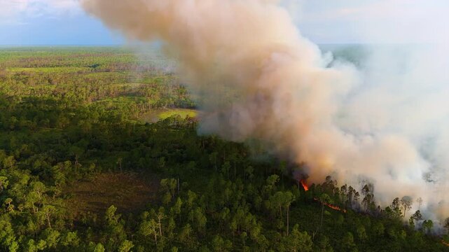 Uncontrolled wildfire scorches Florida forest, leaving blackened vegetation and heavy smoke clouds.