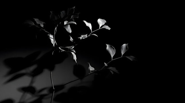 A monochrome close-up of a delicate plant with soft, curving leaves casting elegant shadows.