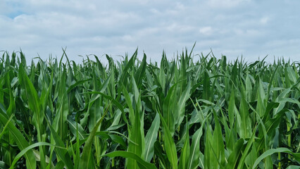 Fototapeta premium A corn field in summer. For background and design with space for text.