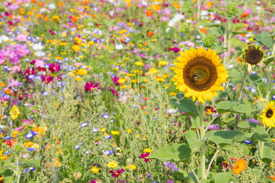champ de fleurs en &eacute;t&eacute; , prairie fleurie et color&eacute;e pour insectes pollinisateurs, tournesol