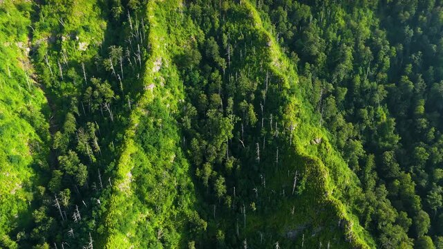 Appalachian mountains in North Carolina with fresh green forest trees in summertime season. Beauty of USA nature.