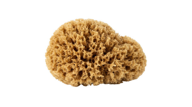 Natural sea sponge isolated on transparent background for spa or skincare product design concepts