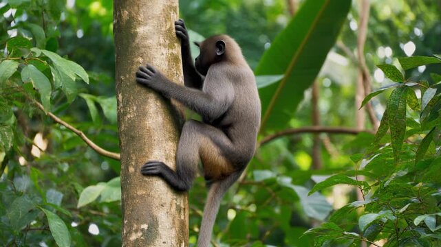 Monkey climbing a tree in a lush green rainforest with cinematic motion and selective focus