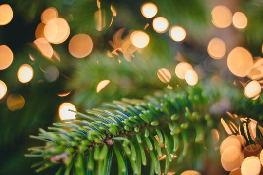 Close-up of vibrant green fir tree branches against a background of warm glowing golden bokeh lights, evoking a cozy, magical, and festive holiday spirit full of joyful anticipation and winter charm