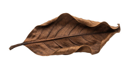 Fototapeta premium Single dried brown autumn leaf isolated on transparent background for seasonal design projects