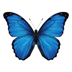 Fototapeta premium Stunning iridescent blue butterfly with intricate wing patterns and black borders