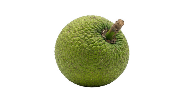 Whole green breadfruit with stem isolated on transparent background for exotic tropical fruit photography