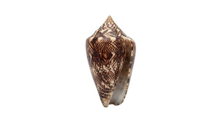 Naklejka premium Patterned cone seashell isolated on transparent background for coastal decor and beach summer vacation themes