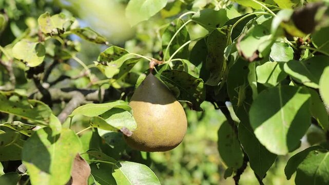 Fruit growing on tree in orchard during summer