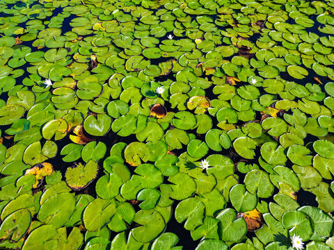 Water Lilies at William J Gentry Memorial Eco Park