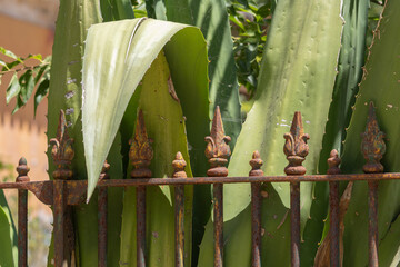 Agave succulent plant growing behind rusty fence © João Macedo