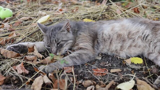Cat resting on leaves in the afternoon