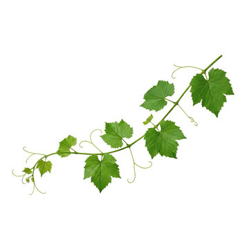 Fresh green grape vine branch with leaves and tendrils on white background