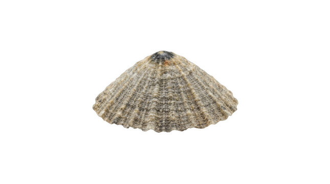 Small textured marine limpet shell isolated on transparent background for nature research and scientific study