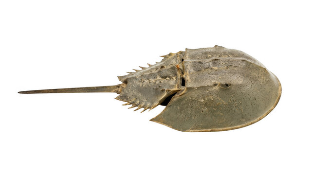 Fossilized horseshoe crab carapace isolated on transparent background for paleontology and marine biology