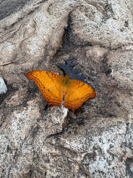 butterfly on stone