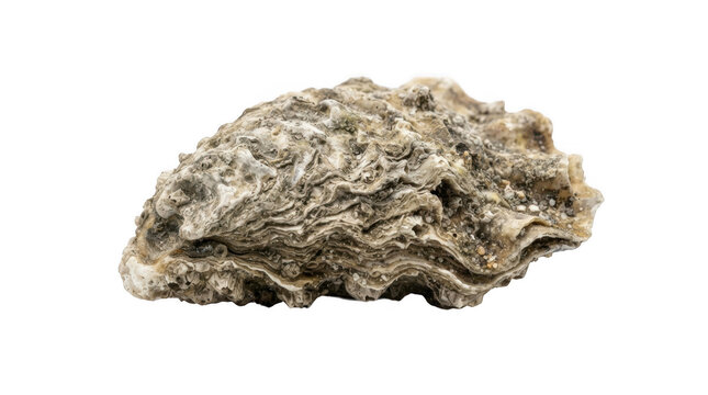 Single rough textured oyster shell isolated on transparent background for marine life and coastal decor themes