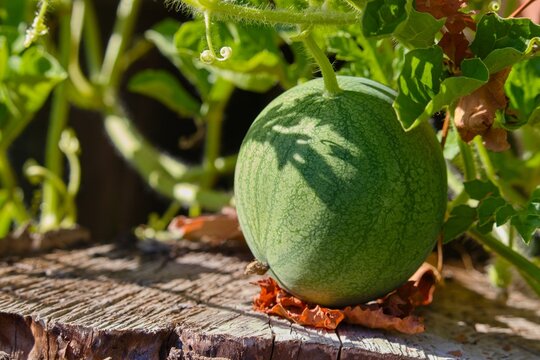 Small green watermelon growing on a vine in garden
