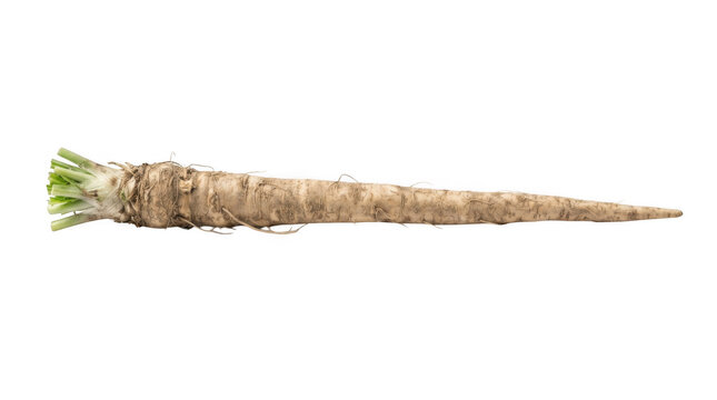 Fresh organic parsnip root vegetable isolated on transparent background for healthy cooking and culinary ingredients