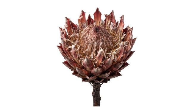 Single dried protea flower head isolated on transparent background with intricate petal texture